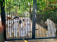 -TrueLove @ Neverland (Husky Cafe)