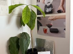 -纽巷咖啡 SOFTFOCUS COFFEE(锦和巴黎时韵店)