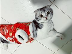 -美联众合宠物医院·爱萌分院·内外科·猫科中心