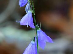 -青峰峡国家森林公园
