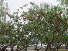 -莲花池公园