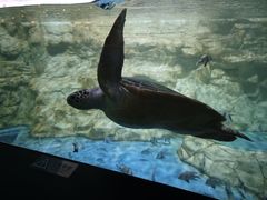 -海合安青岛极地海洋公园