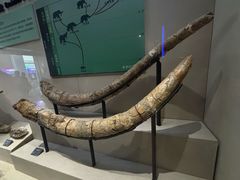 -安徽省地质博物馆