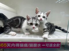 -lincat·猫舍(广州店)