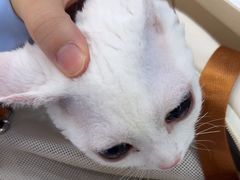 -全心全意连锁动物医院·微创中心·内科急重症·心脏专科(丰管路店)