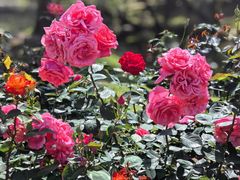 -上海滨江森林公园