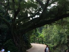 -广州市石门国家森林公园
