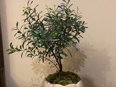 -小茶闲舍·观景商务茶馆(广州塔店)