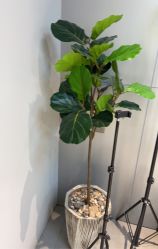 -不迫先生专业男士剪发