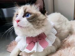 -猫宠乐园·专业洗护