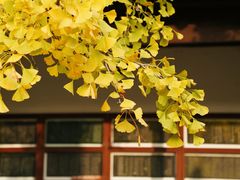 -苏州文庙(姑苏区)