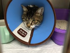 -安安宠医·安宠宠物医院