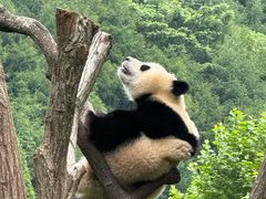 -卧龙中华大熊猫苑神树坪基地