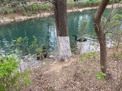 -长白岛森林公园