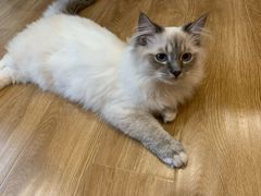 -滚猫咖啡·猫咖·猫友好撸猫(未来城店)