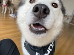 -Husky Go! 哈士奇体验馆·宠物咖啡厅狗咖