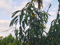 -马大胡子清真西北菜