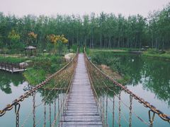 -合肥滨湖国家森林公园