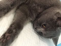 -灵美宠物诊所