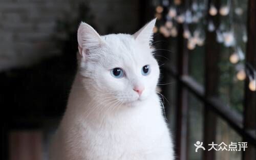 如果撸猫是病 ,那我得了绝症🐈