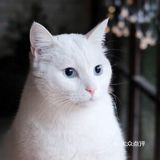 如果撸猫是病 ,那我得了绝症🐈