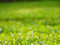 -敬亭山风景名胜区