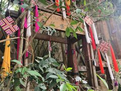 -西双版纳原始森林公园