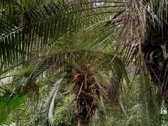 -呀路古热带植物园