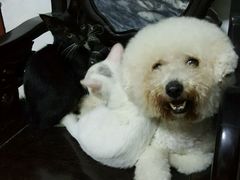 -严国平动物医院(德政总院)