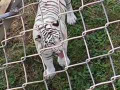 -石家庄市动物园