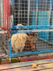 -萌宠亲子动物乐园(槐房万达店)