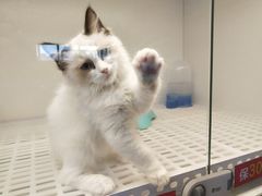 -lincat·猫舍(广州店)