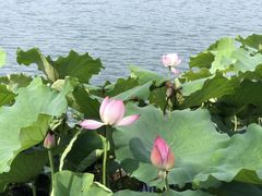 -湖畔居茶楼(湖滨店)