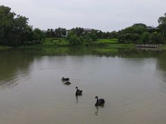 -福建鲤鱼洲酒店