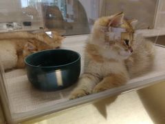 -飞行喵MR PILOT|猫舍·猫咖(静安大融城店)