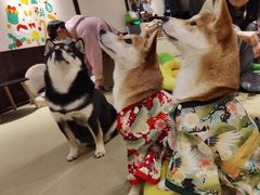 -逗柴咖啡屋·狗咖猫咖宠物桌游