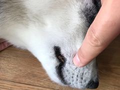 -Husky Go! 哈士奇体验馆·宠物咖啡厅狗咖
