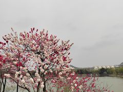 -羊山湖公园