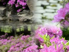 -上海滨江森林公园