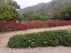 -野象谷景区
