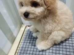 -萌宠之家·腊肠犬·马尔泰·小体犬舍