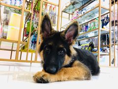 -瑞派康怡24h宠物医院·犬猫医疗中心·微创绝育(瑞景分院)