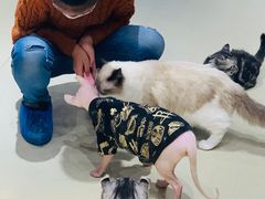 -藏猫猫咖啡主题馆(中央大道店)