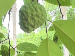 -云溪植物园