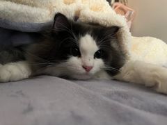 -创凡宠物医院·骨专科  猫科中心(西乡分院)