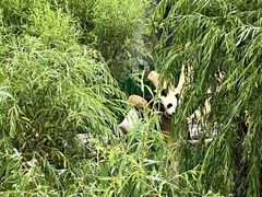 -沈阳森林动物园
