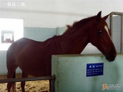 -松声马术俱乐部