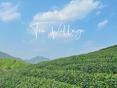 -龙坞茶村