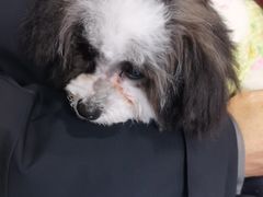 -天使宠物医院·犬猫分诊(彩虹店)