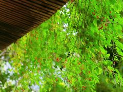 -楠溪江风景名胜区